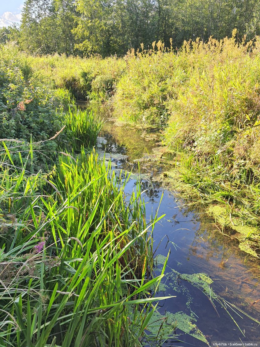 Сонечкин Август, продолжение