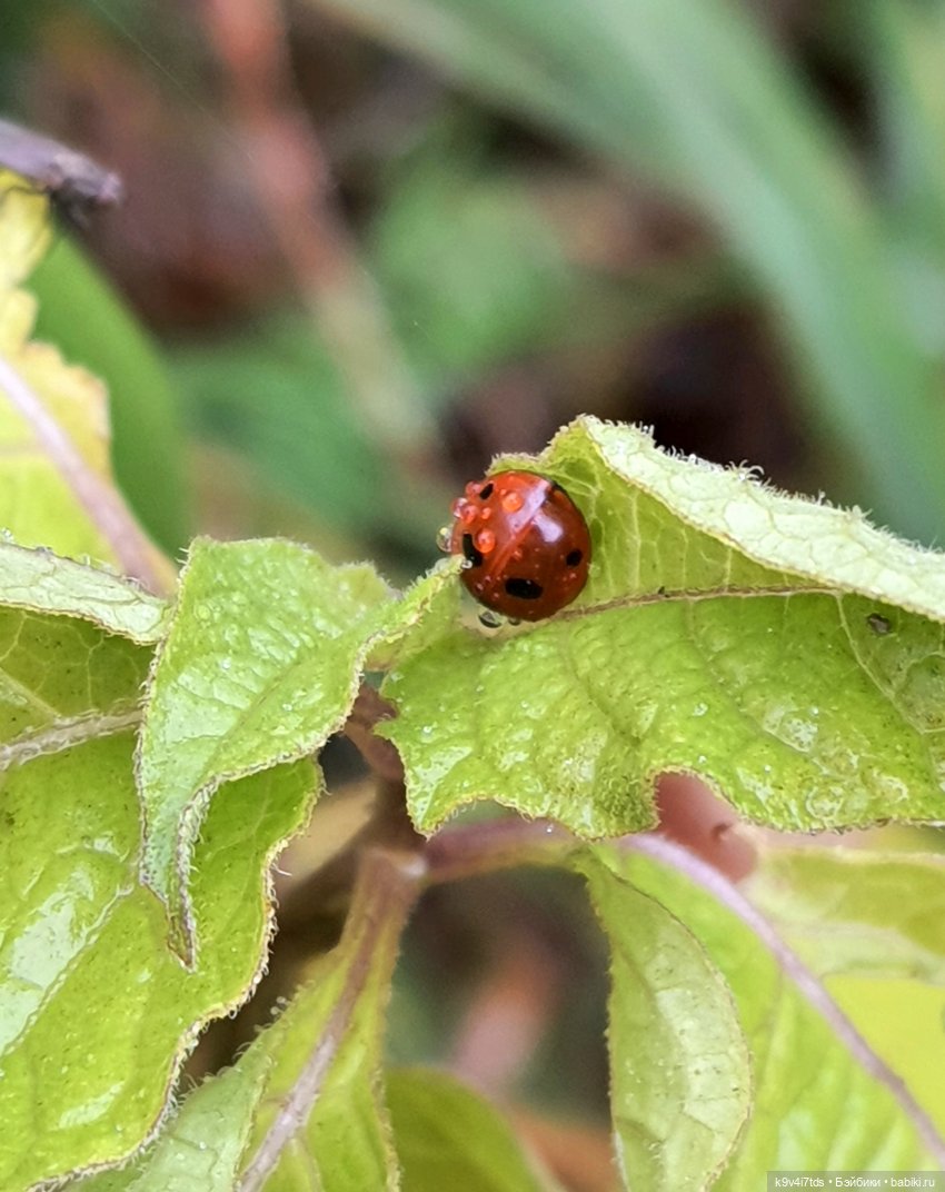 22 сентября. Старицкий Свято-Успенский Монастырь