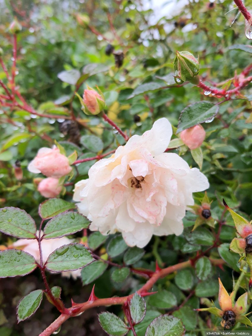 22 сентября. Старицкий Свято-Успенский Монастырь