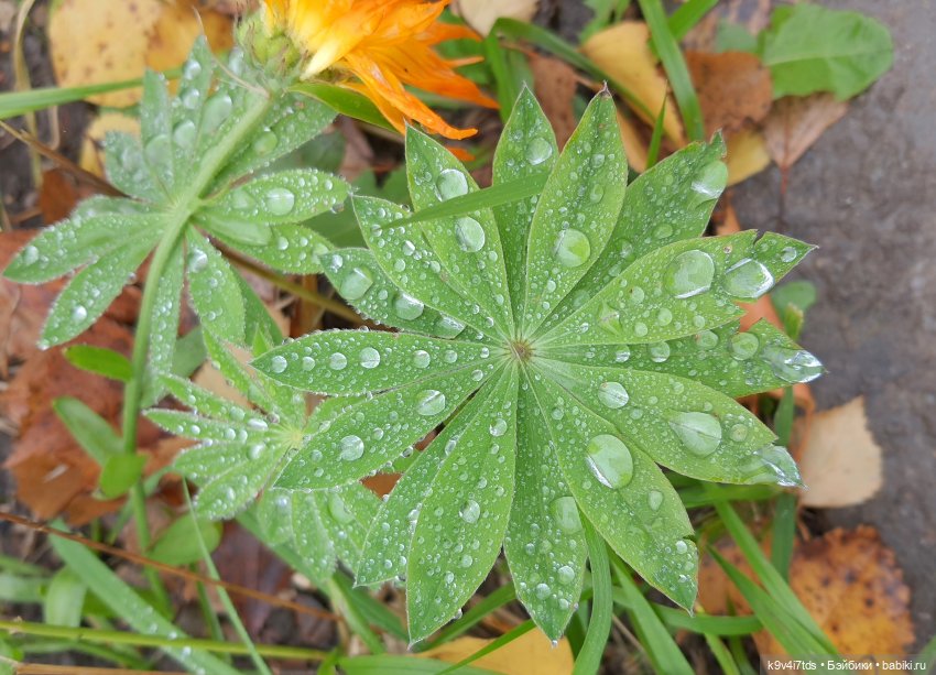 22 сентября. Старицкий Свято-Успенский Монастырь