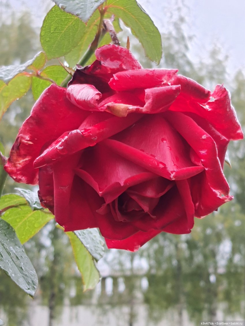 22 сентября. Старицкий Свято-Успенский Монастырь