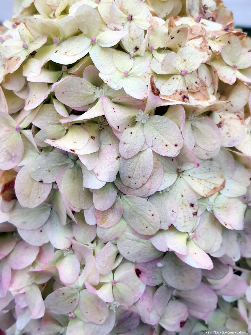 22 сентября. Старицкий Свято-Успенский Монастырь