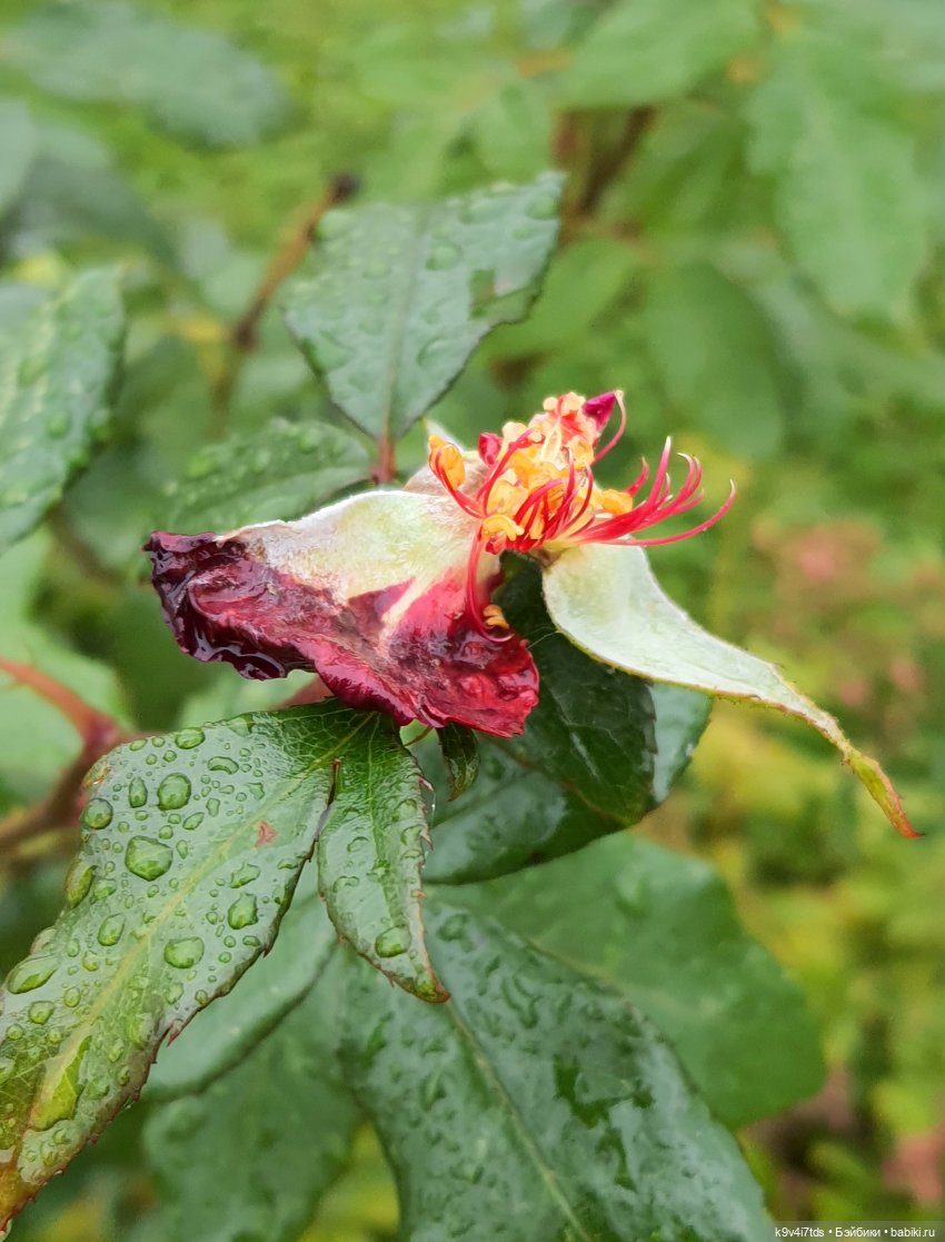 22 сентября. Старицкий Свято-Успенский Монастырь