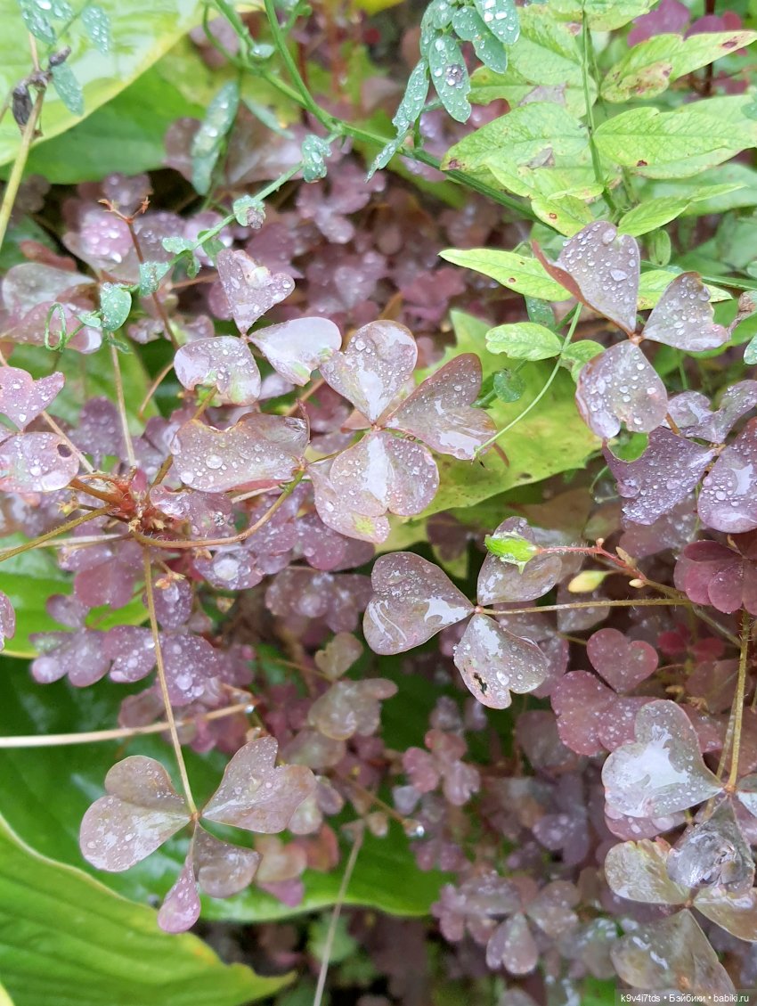 22 сентября. Старицкий Свято-Успенский Монастырь