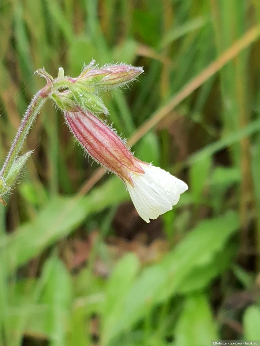 22 сентября. Старицкий Свято-Успенский Монастырь