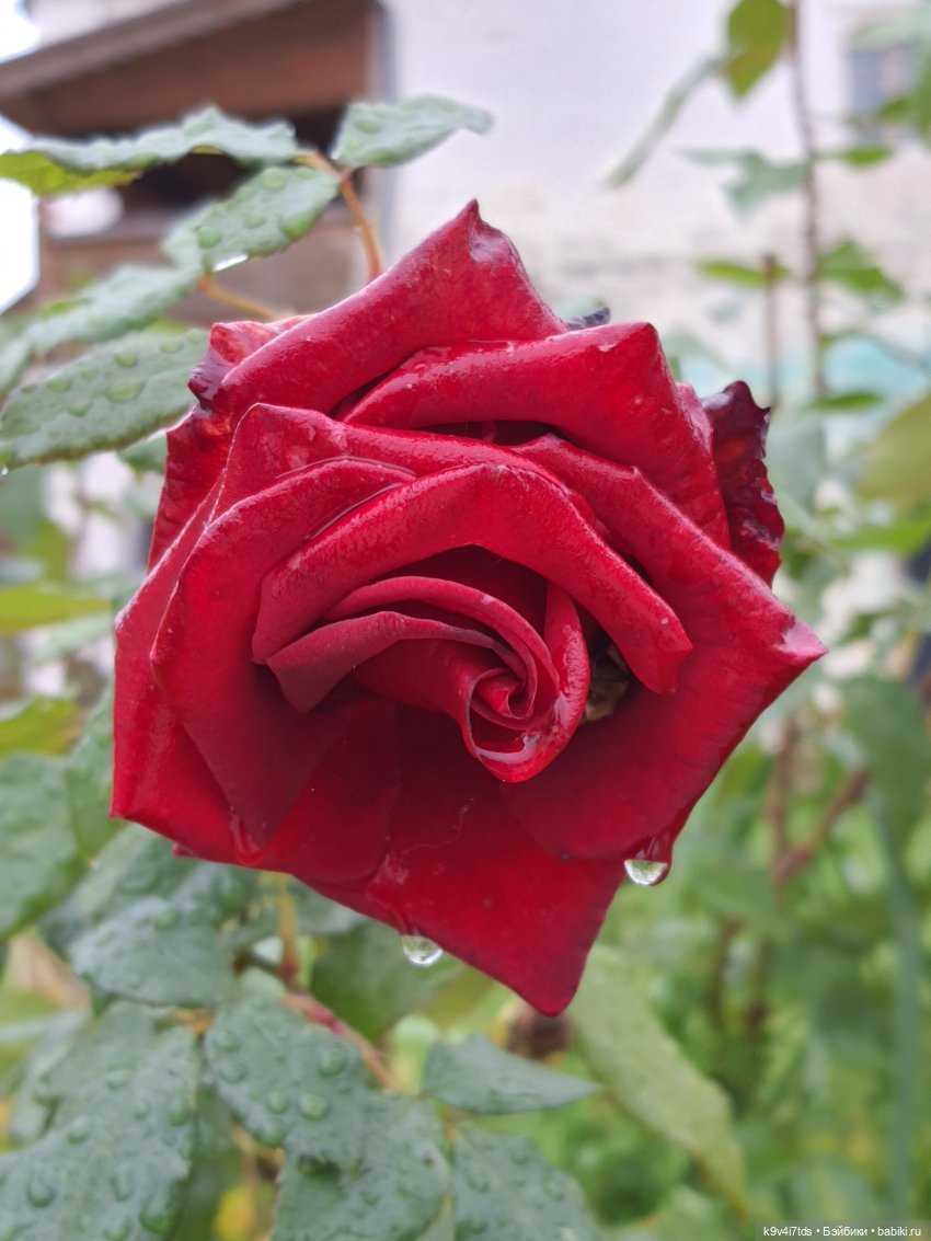 22 сентября. Старицкий Свято-Успенский Монастырь