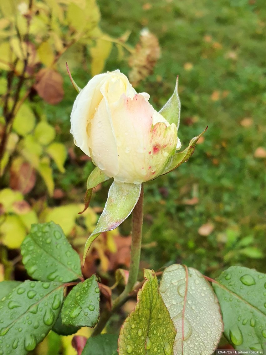 22 сентября. Старицкий Свято-Успенский Монастырь