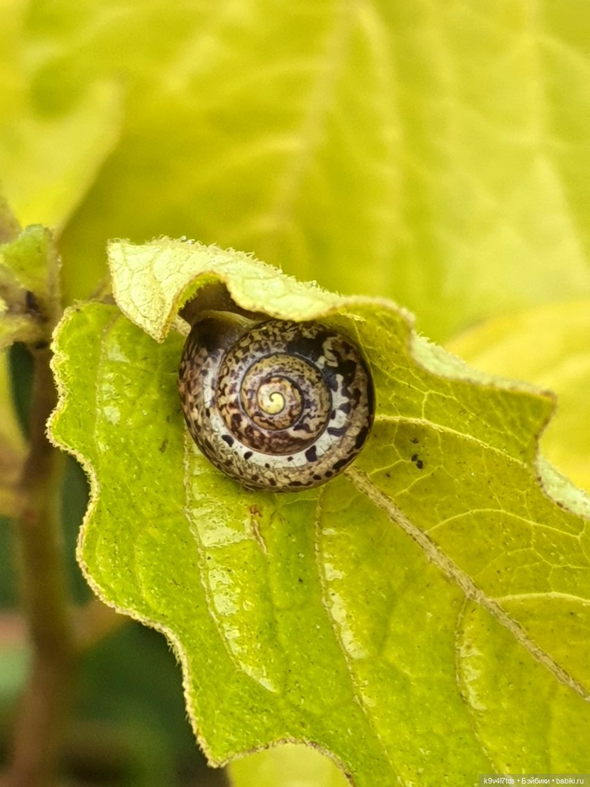 22 сентября. Старицкий Свято-Успенский Монастырь