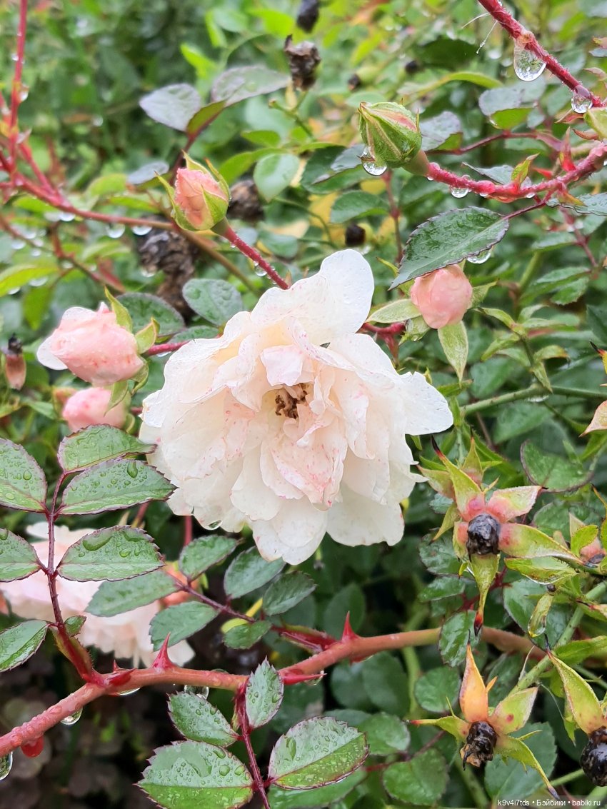 22 сентября. Старицкий Свято-Успенский Монастырь