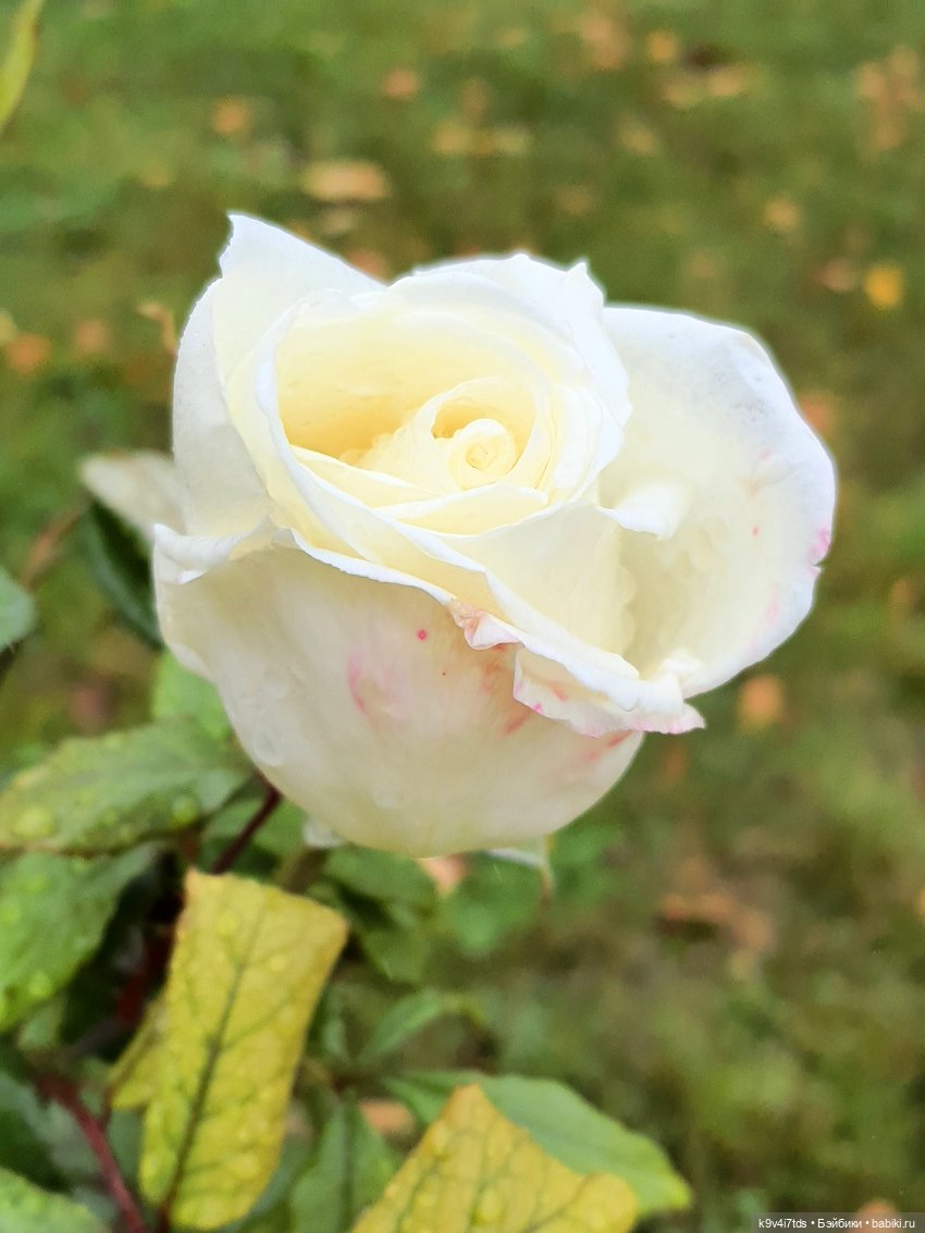 22 сентября. Старицкий Свято-Успенский Монастырь