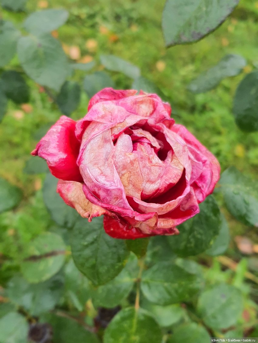 22 сентября. Старицкий Свято-Успенский Монастырь