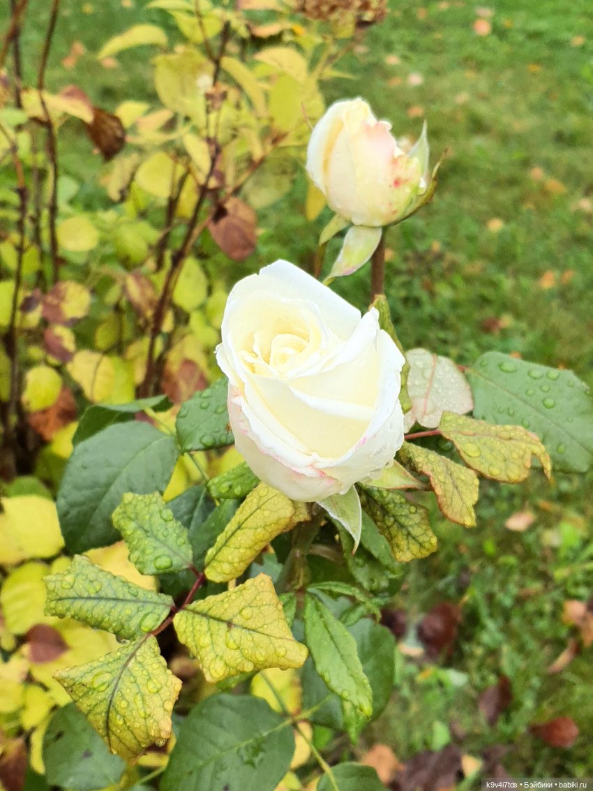 22 сентября. Старицкий Свято-Успенский Монастырь