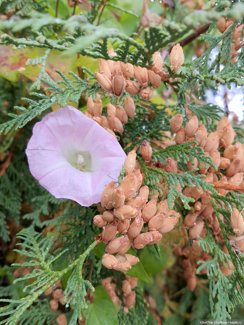 22 сентября. Старицкий Свято-Успенский Монастырь