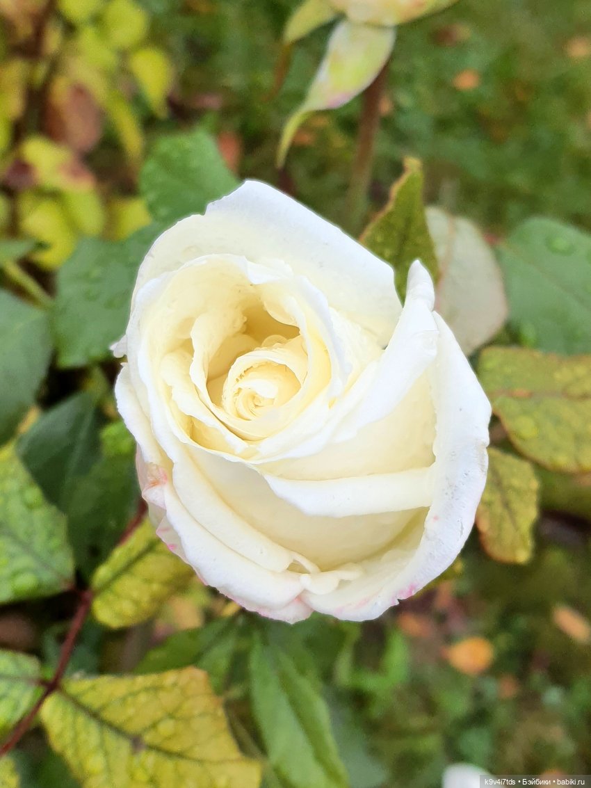 22 сентября. Старицкий Свято-Успенский Монастырь