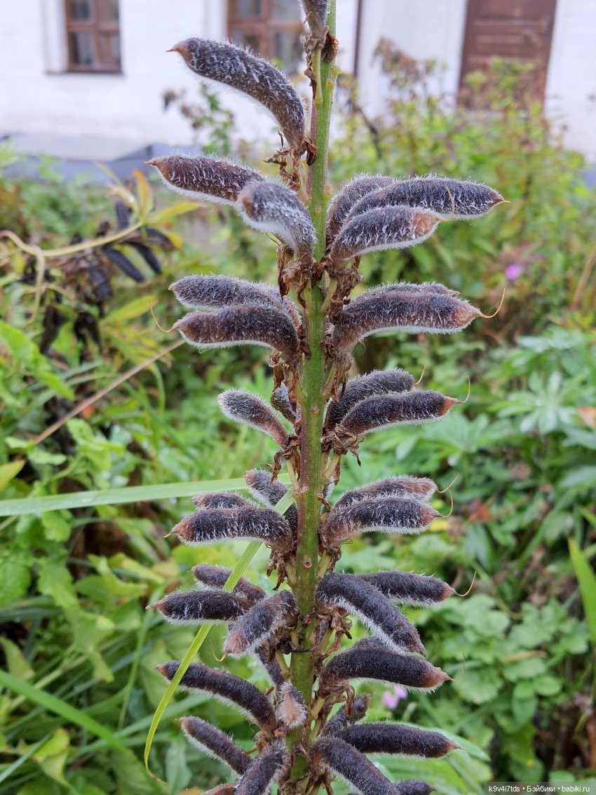 22 сентября. Старицкий Свято-Успенский Монастырь