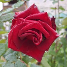 22 сентября. Старицкий Свято-Успенский Монастырь