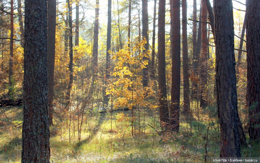 Майке и Волшебный Лес — Куклы Sylvia Natterer (Сильвия Наттерер): Gotz
