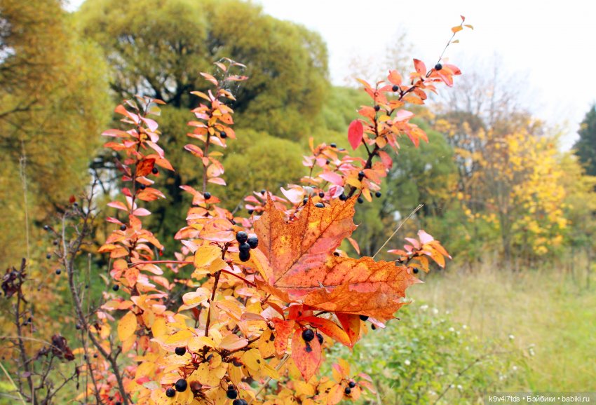 Осеннее путешествие с Колетт