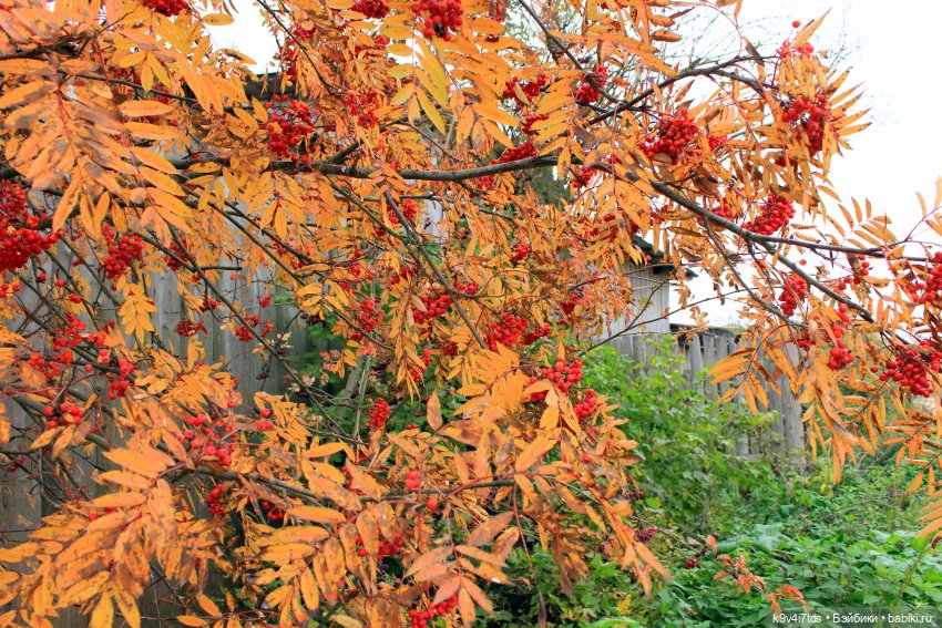 Осеннее путешествие с Колетт (фото 10)