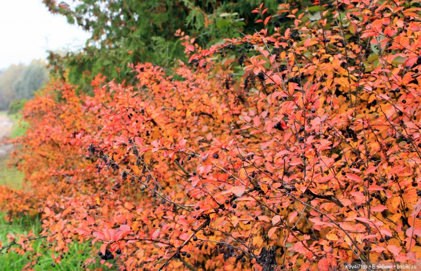 Осеннее путешествие с Колетт