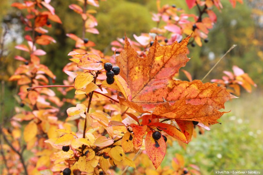 Осеннее путешествие с Колетт (фото 5)