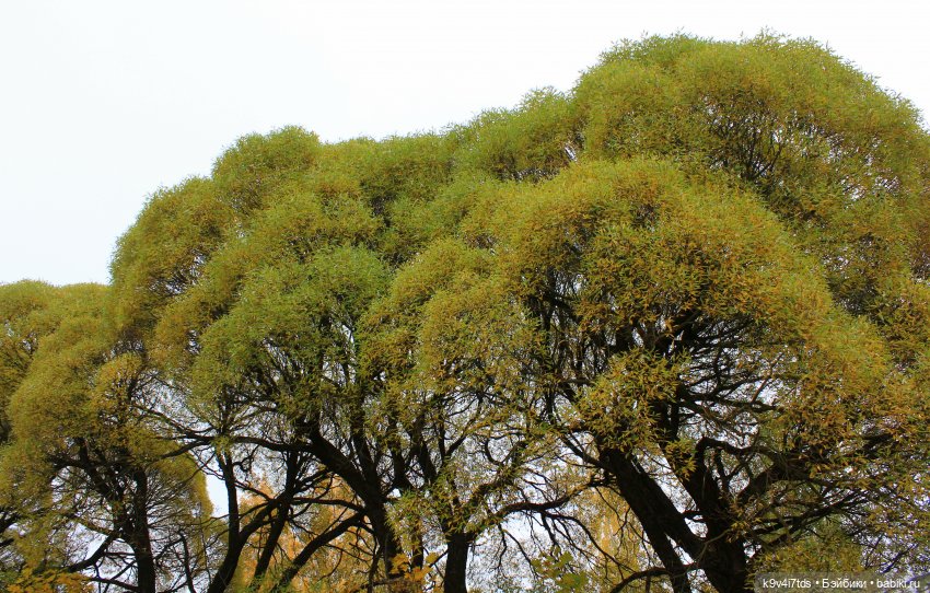 Осеннее путешествие с Колетт (фото 3)