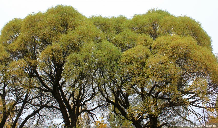 Осеннее путешествие с Колетт (фото 9)