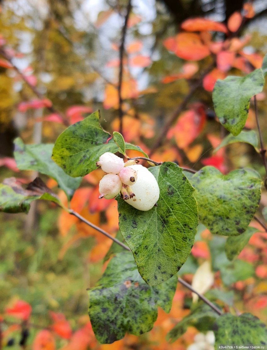 Осеннее путешествие с Колетт