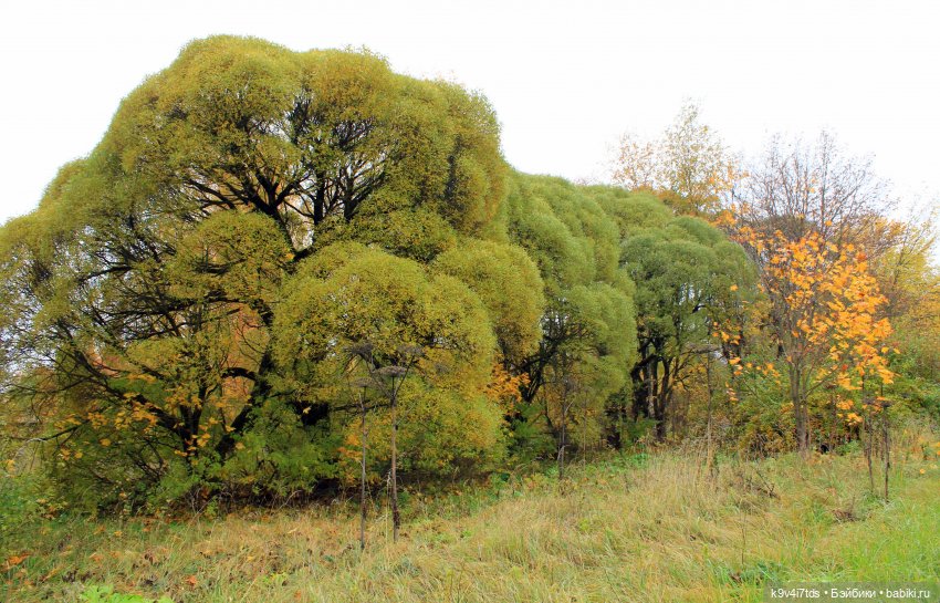 Осеннее путешествие с Колетт (фото 2)