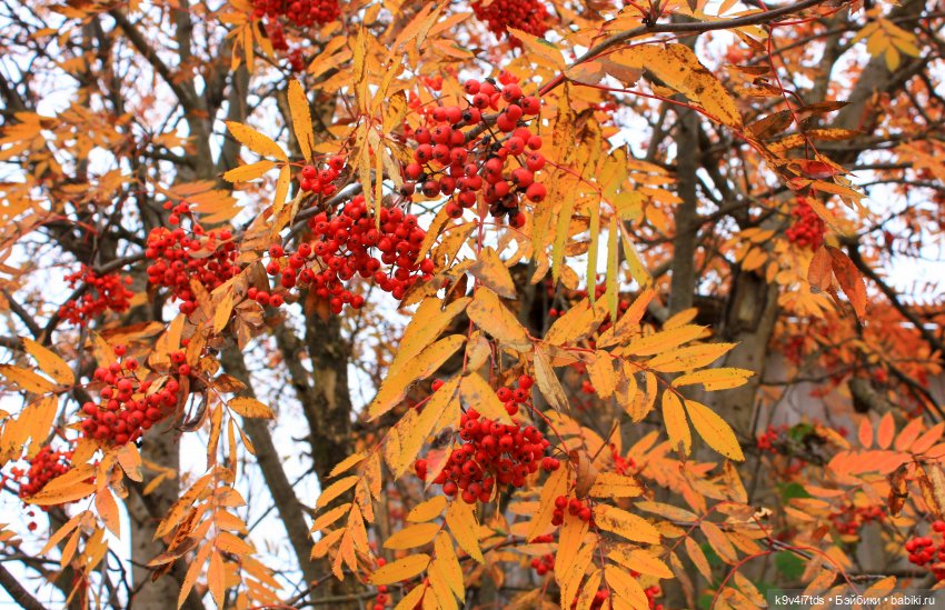 Осеннее путешествие с Колетт