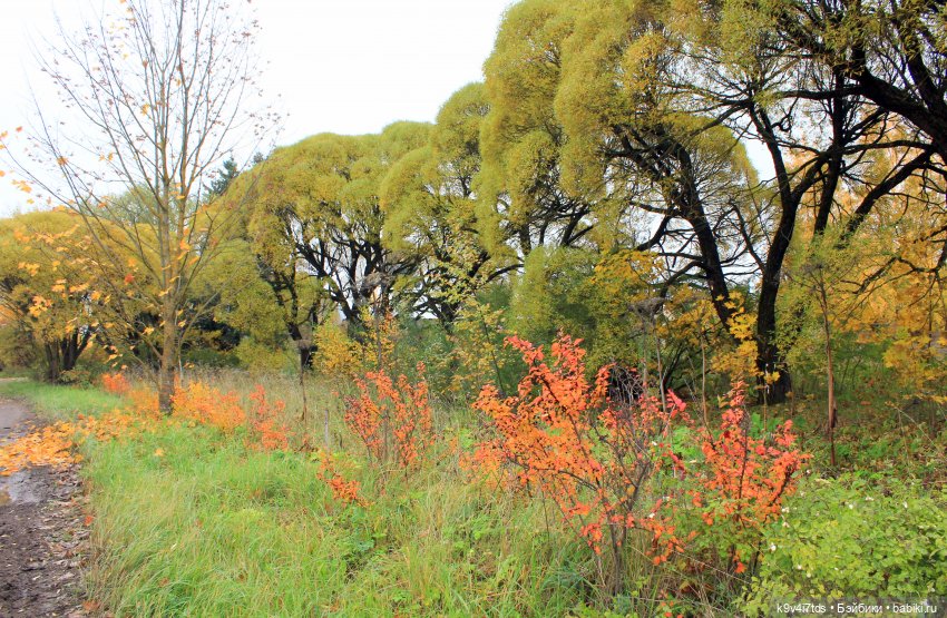 Осеннее путешествие с Колетт (фото 4)