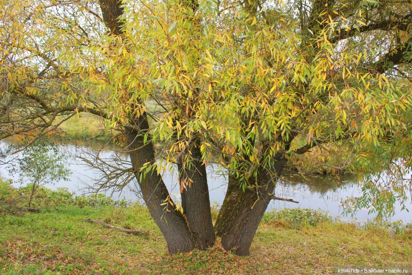 Осеннее путешествие с Колетт, заключительная часть (фото 8)