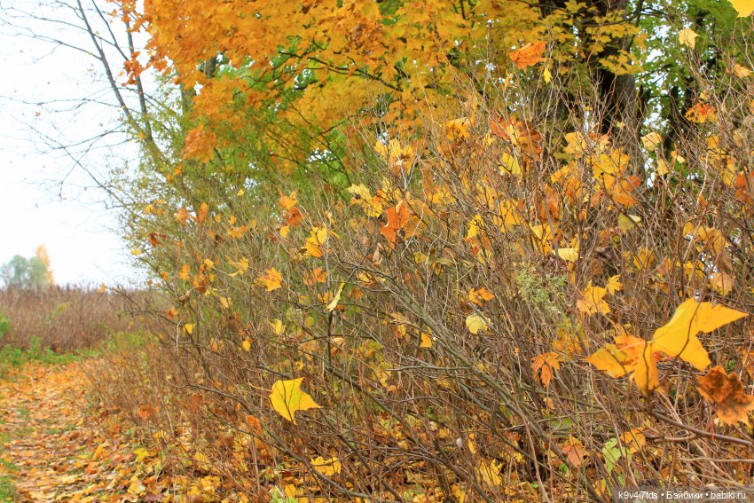 Осеннее путешествие с Колетт, заключительная часть (фото 6)