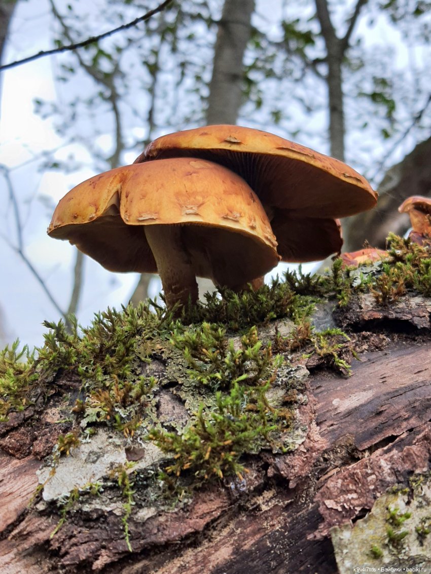 Осеннее путешествие с Колетт, заключительная часть