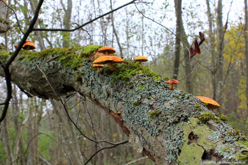 Осеннее путешествие с Колетт, заключительная часть