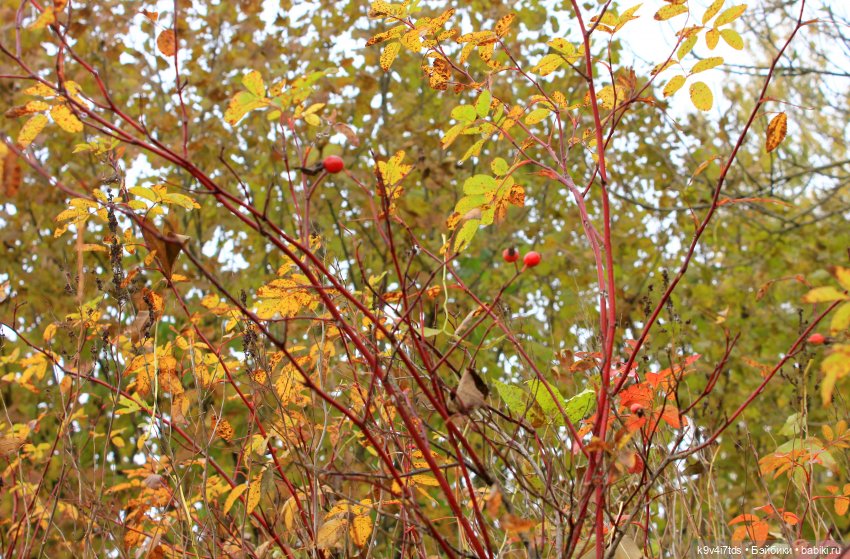 Осеннее путешествие с Колетт, заключительная часть (фото 4)