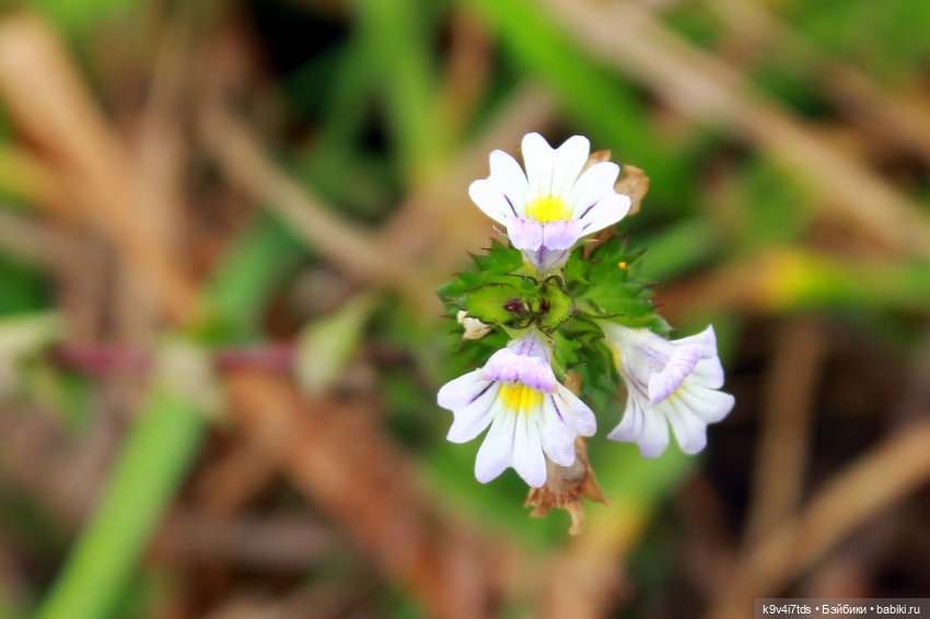 Осеннее путешествие с Колетт, заключительная часть (фото 7)