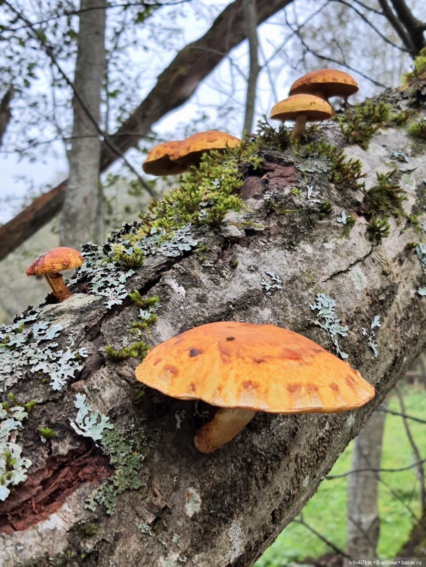 Осеннее путешествие с Колетт, заключительная часть