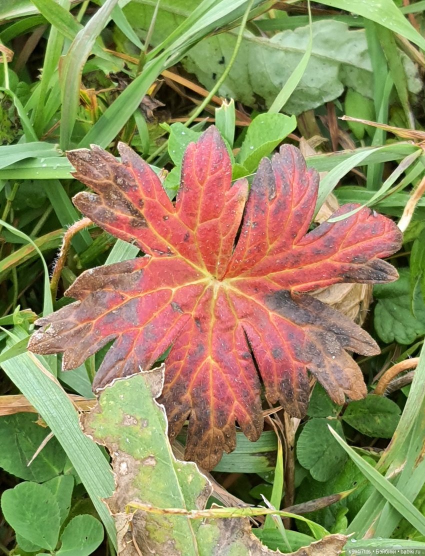 Осеннее путешествие с Колетт, заключительная часть