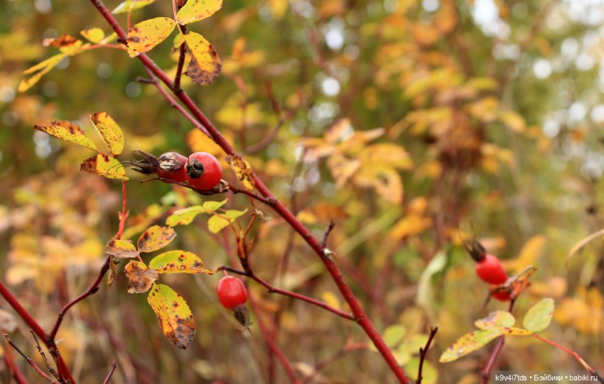 Осеннее путешествие с Колетт, заключительная часть (фото 3)