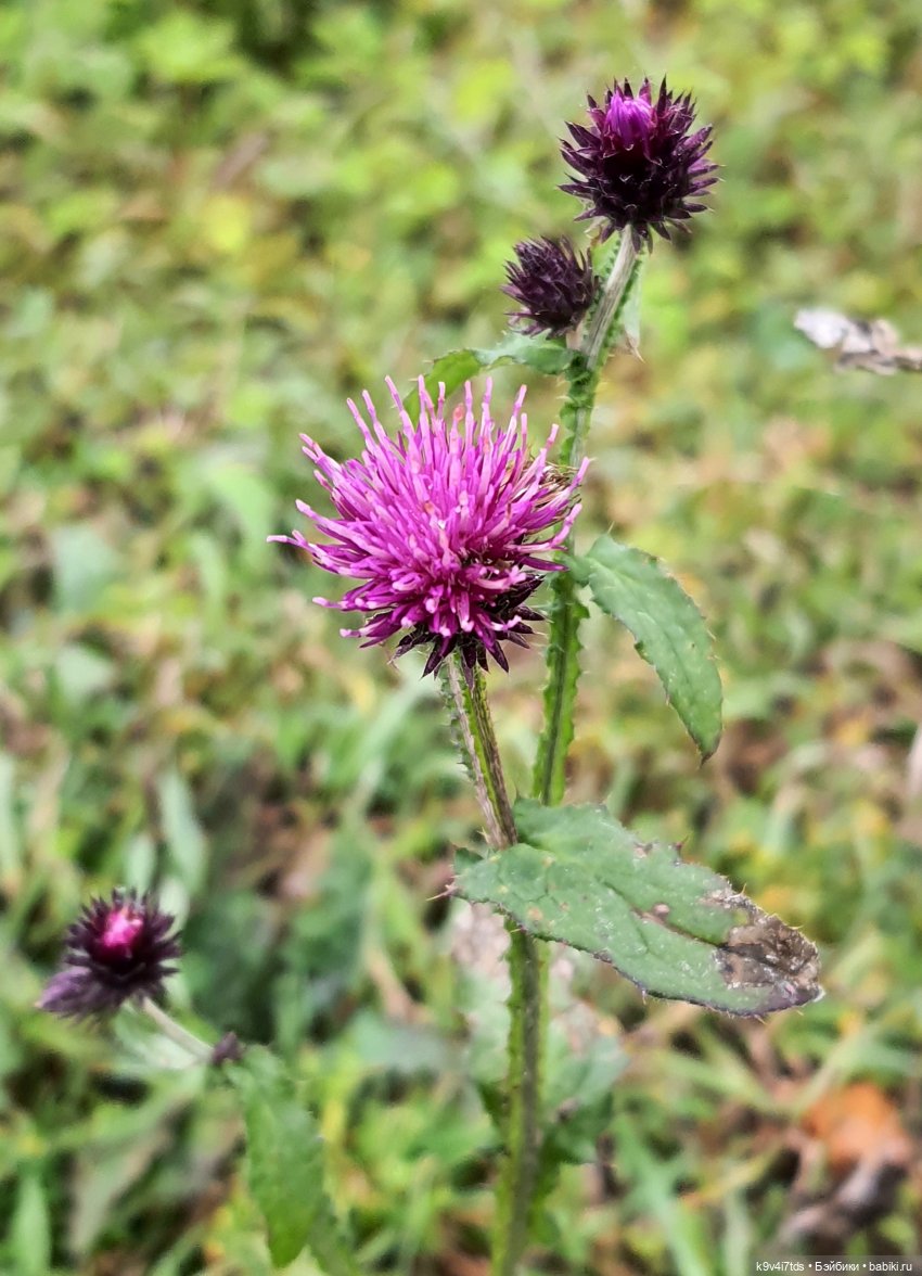 Осеннее путешествие с Колетт, заключительная часть