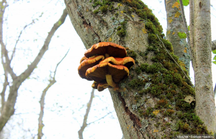 Осеннее путешествие с Колетт, заключительная часть