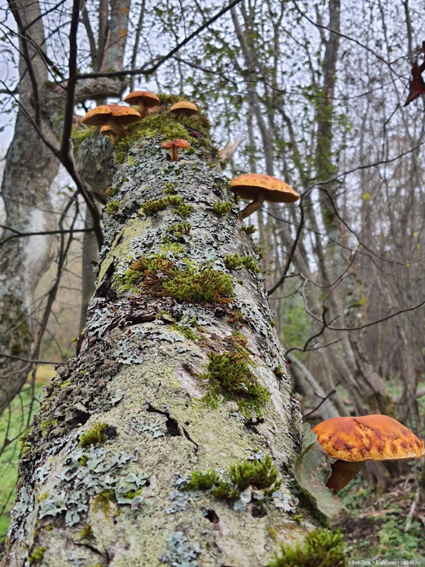 Осеннее путешествие с Колетт, заключительная часть