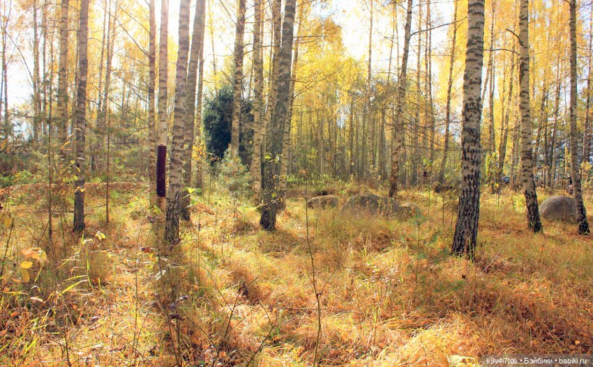 Золотая Осень в "Саду Камней"