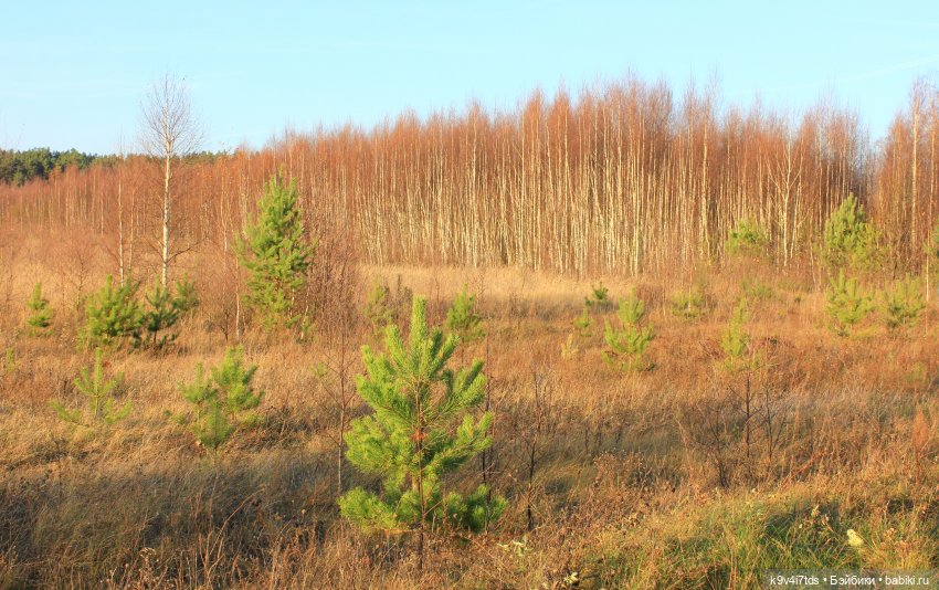 Чародейка Осень — Куклы Irrealdoll (Ирреалдолл): BJD (БЖД)