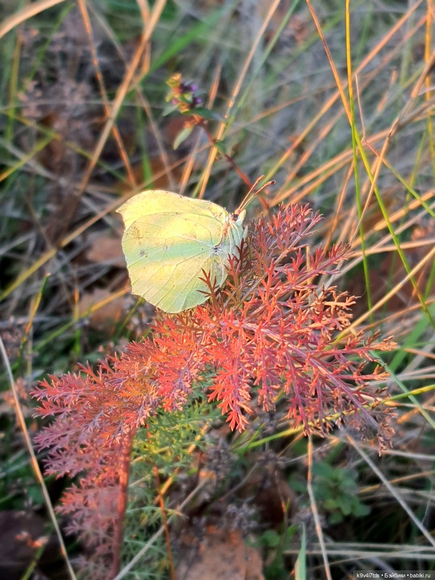 Чародейка Осень — Куклы Irrealdoll (Ирреалдолл): BJD (БЖД)