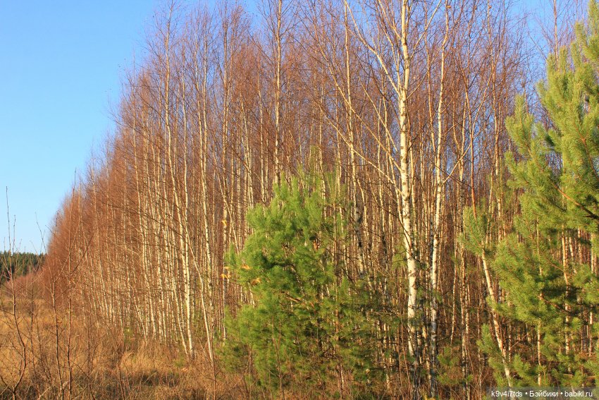 Чародейка Осень — Куклы Irrealdoll (Ирреалдолл): BJD (БЖД)