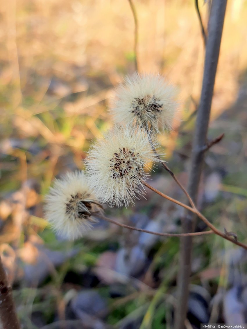 Чародейка Осень — Куклы Irrealdoll (Ирреалдолл): BJD (БЖД)