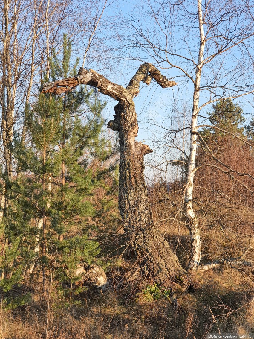 Чародейка Осень — Куклы Irrealdoll (Ирреалдолл): BJD (БЖД)