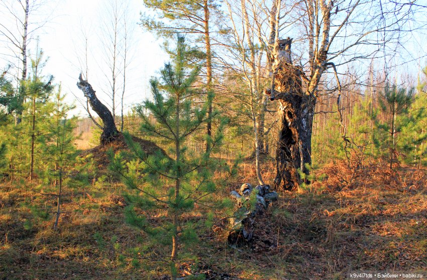 Чародейка Осень — Куклы Irrealdoll (Ирреалдолл): BJD (БЖД)